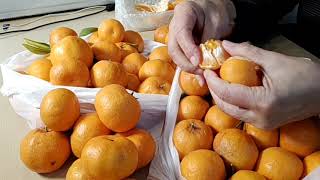 Ponkan Mandarin Oranges from our neighbors orange [upl. by Anael]