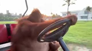 Orangutan manejando carrito de golf🦧🏑⛳ [upl. by Heiner]