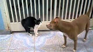 Isso que é briga pit bull contra gato [upl. by Rosetta]