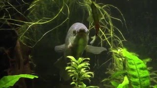 Snakeskin Gourami My Gentle Giant [upl. by Alyworth]