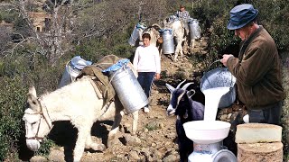 Vida diaria de 3 FAMILIAS DE CABREROS en el monte ordeño pastoreo y cuidado de las CABRAS [upl. by Eaves]