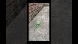 Mere Ghar Aaj Parrot 🦜 Aaya Bacche Bahut Khush Hai shorts ytshort parrot shortvideo [upl. by Pavlov]