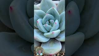 QUENCH OR DRENCH A GUIDE TO WATERING SUCCULENTS [upl. by Lanoil698]