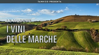 I vini delle Marche  Tannico Flying School [upl. by Ailati]