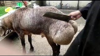 pure turkey dumba male 140 kg 6 daat and for sale [upl. by Darooge]