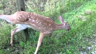 Baby deer stuck in fence [upl. by Einittirb623]