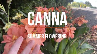 Canna indica  Summer flowering plant of the week [upl. by Killian]