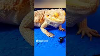 STOP Believing These Bearded Dragon Myths 4 [upl. by Ressay]