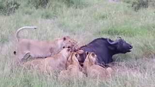 Amazing pride of lioness attack an injured buffalo  Wildlife ultimate hunts [upl. by Acinorev245]