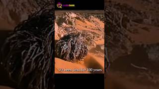 Dead Alive Plant in desert amazingfacts shorts [upl. by Nniuqal220]