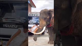 देखो कभी भी किसी जानवर को गलत मत समझना 😱 shorts elephant 1millon [upl. by Meyers127]