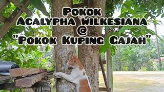 POKOK KUPING GAJAH ACALYPHA WILKESIANA [upl. by Fonsie]