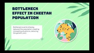 Cheetahs and Bottleneck Effect [upl. by Enilec]