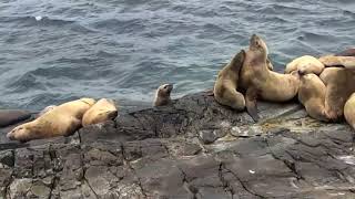 Steller Sea Lion Pups Play Fighting [upl. by Okimat440]