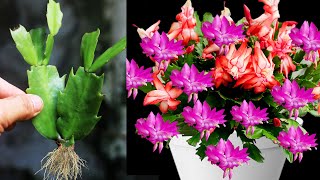 Technique of Growing Christmas cactus from Garlic at home 100 success [upl. by Eirok947]