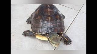 Most endangered turtle species in the world Episode 3 Cuora Yunnanensis [upl. by Tatiana]