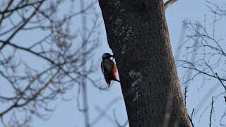 Leitz Canada Leica 280mm f48 Telyt II video test Great spotted woodpecker in slowmotion [upl. by Ahseinet]