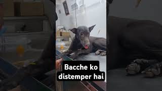 Bacche Ko Distemper Hai 🥲 shorts doglover [upl. by Nidraj]