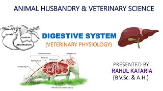 DIGESTIVE SYSTEM PART6 l RUMINANT STOMACH vs NONRUMINANT STOMACH [upl. by Leid]