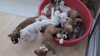 NATURAL BOBTAIL amp LONG TAIL BOXER PUPS  Eleven BOXER PUPS morning routine… [upl. by Tu193]