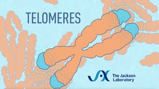 What are telomeres  Telomere animation [upl. by Micki106]