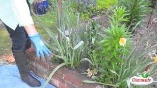 How To Care For Daffodils Once They Finish Blooming [upl. by Eelsew]