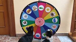 Ruleta misteriosa con piscina para mis gatitos bebés Luna y Estrella  Funny cats [upl. by Puglia632]