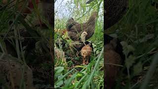 😘🐥 Integration von Küken in Hühner Truppe dank Glucke Malin geglückt 🥰 Shorts Naturbrut Henne [upl. by Krista218]