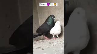 Lo G shok kro joda ka panjabi kabootar 💯🕊️ pigeon shorts shortsviral [upl. by Onaicnop]