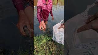 Amazing big shrimp catching fishing shorts [upl. by Guyon]