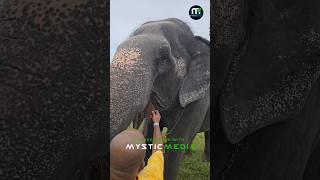 മിട്ടായി കൊതിച്ചി കാവേരി IKKANTE KAVERI SHIMIL ELEPHANT EATING CHOCOLATE [upl. by Kahcztiy]