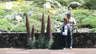 El tajinaste rojo ya florece en el Parque Nacional del Teide [upl. by Eenel]