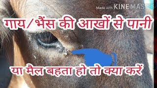 गायभैंस की आखों से पानी मैल बहता हो तो क्या करें  cowsbuffalo eyes watering problem solution [upl. by Ardyth]