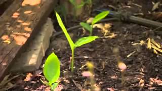 Australian Permaculture Garden [upl. by Coonan]