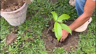 PLANTING AVOCADO AND CALAMANSI [upl. by Geesey67]