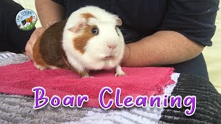 Really big guinea pig called Felix and boar cleaning at Cavy Central [upl. by Aelram]