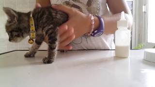 Como preparar biberón para gato bebé leche en polvo [upl. by Ardnoik32]