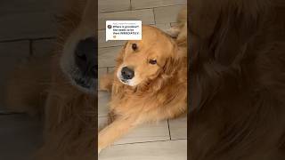 Golden Retrievers Heartwarming Love for Grandma [upl. by Refennej]