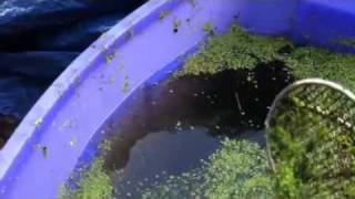 Tilapia Love Duckweed [upl. by Mcmillan208]