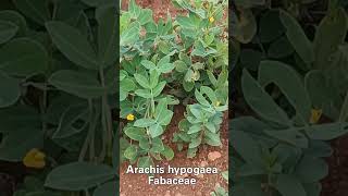 Arachis hypogaea Family Fabaceae Ground nut [upl. by Asena39]