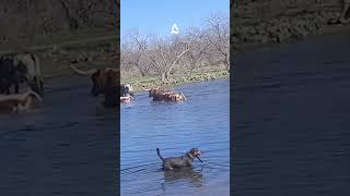 Cowdog Charlie Moving Cattle Through a Marsh ￼ [upl. by Krueger]