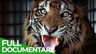 The Sumatran Tiger  The Last of Their Kind  Free Documentary Nature [upl. by Hogg]