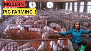 How To Make Millions Through PIG Rearing  2023 Tips DETAILED [upl. by Yras]