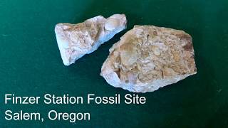 Finzer Station Fossil Site Salem Oregon [upl. by Jc]