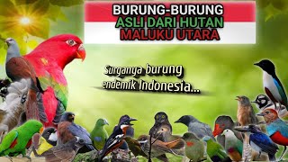 DAFTAR BURUNG ENDEMIK MALUKU UTARA DAN SUARA ASLINYA [upl. by Ahsiled252]