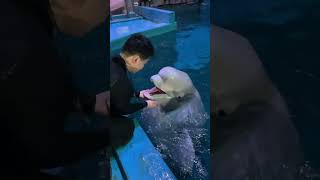 It’s time to eat Beluga whale eats fish Beluga whale eating ice Little fish in Hutan [upl. by Handler]