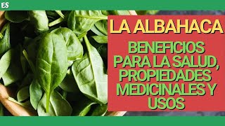 BENEFICIOS y PROPIEDADES de la ALBAHACA 🌱 USOS MEDICINALES y culinarios [upl. by Owades]