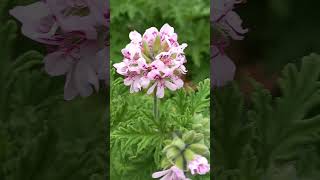 Pelargonium graveolens  Rose Geranium  🌸 Pelargonia pachnąca nature flowers vlog [upl. by Darsey]