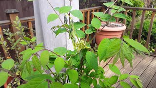 Decaisnea Fargesii blue sausage tree its flowering [upl. by Llenehs373]