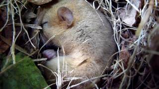 Sleeping Dormouse [upl. by Innej]